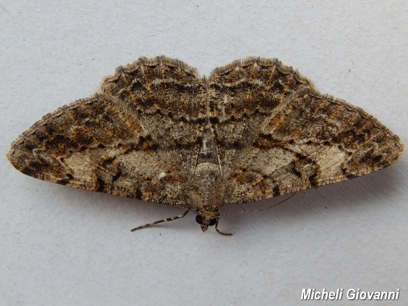 Enigma...Peribatodes rhomboidaria, Geometridae